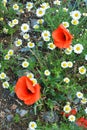 Bright red fresh flowers, poppy bushes growing in the field, among green grass, Royalty Free Stock Photo