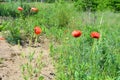 Bright red fresh papaver flowers, poppy bushes growing in the field, among green grass. Royalty Free Stock Photo