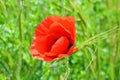 Bright red fresh papaver flowers, poppy bushes growing in the field, among green grass. Royalty Free Stock Photo