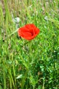 Bright red fresh papaver flowers, poppy bushes growing in the field, among green grass. Royalty Free Stock Photo