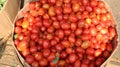 fresh red tomato vegetables are on the winnowing of woven bamboo Royalty Free Stock Photo