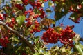 Bright red fruit of a crataegus pinnatifida or chinese hawthorn