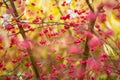 Bright red fruits of euonymus alatus. Winged spindle, winged euonymus or burning bush. Beautiful autumn vegetation