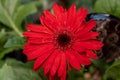 Bright red gebera daisy Gerbera jamesonii in a garden. Also called Barberton daisy, Transvaal daisy, and as Barbertonse