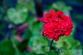 Bright red geranium blossomed in the garden.