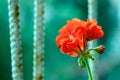A bright red geranium flower blooming against a rusty lattice background as a symbol of rebirth, renewal and prosperity