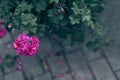 Bright red geranium flower close-up, floral wallpaper background with red geranium pelargonium on a stone path Royalty Free Stock Photo