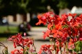 Bright red geranium flower closeup detail with blurred sof background of green park.