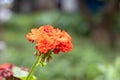 A bright red geranium flower with green burgeons and leaves is in the summer garden