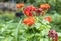 A bright red geranium flower with green burgeons and leaves is in the summer garden