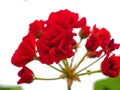 Bright red geranium flower grows in a pot on the windowsill Royalty Free Stock Photo