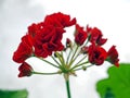 Bright red geranium flower grows in a pot on the windowsill Royalty Free Stock Photo