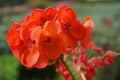 Bright Red Geranium flowers with green blurred background Royalty Free Stock Photo