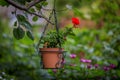 Bright red geranium flowers in a hanging flower pot with a background of blurred green leaves in Stockholm, Sweden Royalty Free Stock Photo