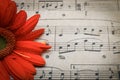 Bright Red Gerbena Daisy With Water Droplets on Petals Resting on Sheet Music Royalty Free Stock Photo