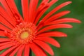 Bright Red Gerber Daisy in the Summer Sunshine Royalty Free Stock Photo