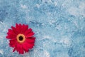 Bright red gerbera on blue and white acrylic paint background Royalty Free Stock Photo