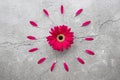 A bright red gerbera daisy with circular red petals pattern Royalty Free Stock Photo