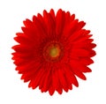 Bright red Gerbera flower isolated on white background Royalty Free Stock Photo