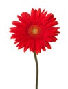 Bright red gerbera flower isolated on white background Royalty Free Stock Photo