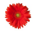 Bright red Gerbera flower isolated on white background Royalty Free Stock Photo