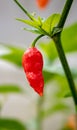 Chili peppers on the chili plant