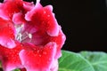 Bright red gloxinia Royalty Free Stock Photo