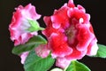 Bright red gloxinia Royalty Free Stock Photo