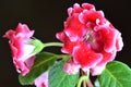 Bright red gloxinia Royalty Free Stock Photo