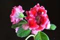 Bright red gloxinia Royalty Free Stock Photo