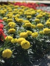 Bright red & gold flowers in the middle of Kyiv - UKRAINE - Royalty Free Stock Photo