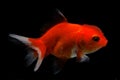 A bright red goldfish is swimming gracefully.