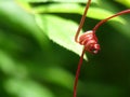 Bright Red Grape Vine Tendril Spiral Royalty Free Stock Photo