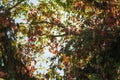 Bright red and green leaves of wild grapes ivy on the blue sky and sunlight background Royalty Free Stock Photo