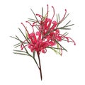 Grevillea red flower Vector Illustration Royalty Free Stock Photo