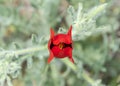 Bright red half-opened poppy flower on a blurred background of light green leaves