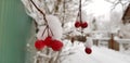 Bright red hawthorn berries covered with white snow on a snowy village street on a frosty winter day Royalty Free Stock Photo