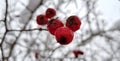 Bright red hawthorn berries covered with white snow on a snowy village street on a frosty winter day Royalty Free Stock Photo