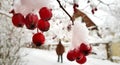 Bright red hawthorn berries covered with white snow on a snowy village street on a frosty winter day Royalty Free Stock Photo