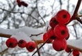 Bright red hawthorn berries covered with white snow on a snowy village street on a frosty winter day Royalty Free Stock Photo