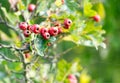 Bright red hawthorn berries or haws growing on the bush in autumn