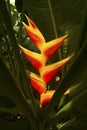 Bright red heliconia flowers emerge from dark shadows in Florida Royalty Free Stock Photo