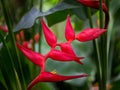 Bright red heliconia in Hilo, Hawaii