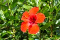 A bright red hibiscus flower with green burgeons and leaves is in the summer garden