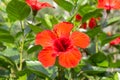 A bright red hibiscus flower with green burgeons and leaves is in the summer garden