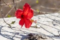 A bright red hibiscus flower with green burgeons is in the spring garden