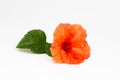 Bright red hibiscus flower with green leaf on white background. Beautiful flower close up. Place to insert text. Background for Royalty Free Stock Photo