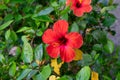Bright red hibiscus flower with green leaves is growing on a bush  in summertime Royalty Free Stock Photo