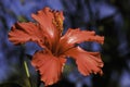 Full Bloom Red Hibiscus Flower hibiscus rosa-sinensis Royalty Free Stock Photo
