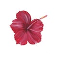 Bright red hibiscus isolated on white background. Chinese rose. Tropical flower. Watercolor hand drawn illustration. For the Royalty Free Stock Photo